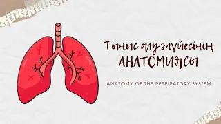 Тыныс алу жүйесі АНАТОМИЯ