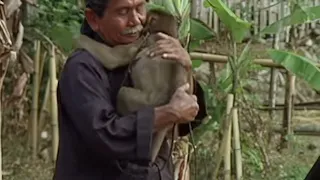 Hiring monkeys to harvest coconuts