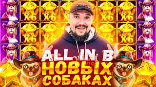 Бородач Занёс Мега Занос All In The Dog House Dog or Alive Заносы Недели Занос X500