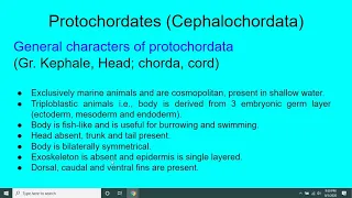 Protochordates (Cephalochordata)