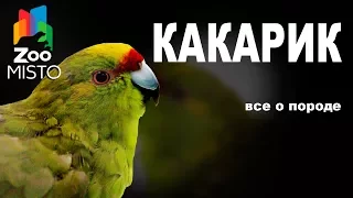 Какарик - Все о породе попугаев | Попугай породы - Какарик