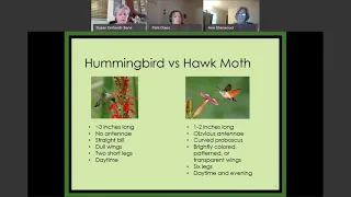 Creating A Hummingbird Habitat