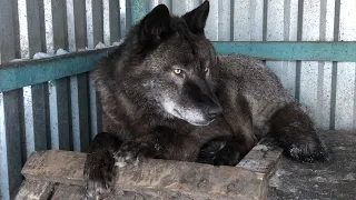 Блогеры ЯНАО в гостях у Канадского волка Акелы , один из самых крупных волков в мире.