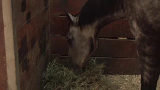 Horse Feeding and Nutrition | Purina Animal Nutrition