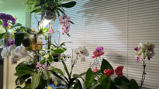 Я дома!))) Первоначальный взгляд на мои растения после месячного отсутствия😃
