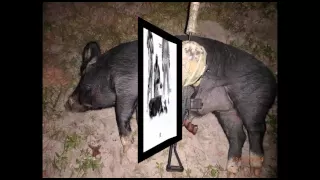 450 lb Boar