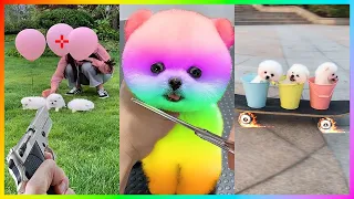 Tik Tok Chó Phốc Sóc Mini 😍 New Funny and Cute Pomeranian 🐕 #462