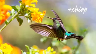 Beautiful Piano Music - Relaxing Music & Bird Sounds, Study Music, Stress Relief, Sleep Music (Rory)