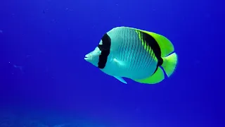 Tropical Reef Fishes of Hawaii