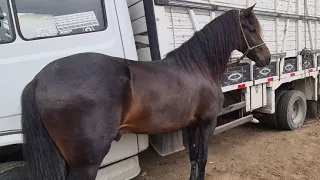 FEIRA DE CAVALOS DE CARUARU PE, TERÇA FEIRA 06/09/2022