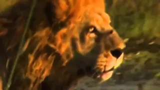 Lions Documentary  - Lions vs Buffalo -  Wildlife Animals Attack - Nationalgeographic Channel