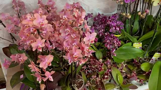 🌸 ПРОДАЖА ОРХИДЕЙ. Парфюмерные фабрики. Обзор ароматных орхидей для Предзаказа 2023. Купить орхидею.