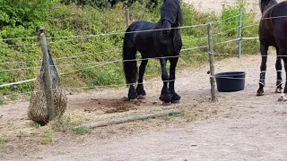 Spirit der wilde Mustang