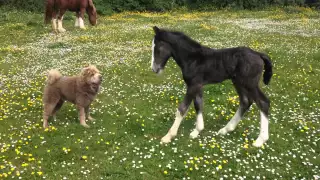 Foal playing with Shar pei Dog!