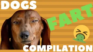 Funniest Dogs Farting 🐕💨 Dogs Farting Compilation