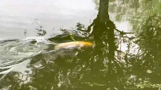 Il pêche une super grosse truite jaune de 4,500 kg