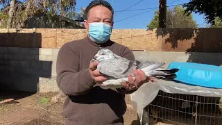 Trip to California - Super Giant King Pigeons & Grandpa’s Oriental Chickens