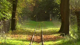 DETAILED SOUNDS OF RUSTLING LEAVES FALLING AND WIND BLOWING THROUGH THE FOREST TREES IN AUTUMN