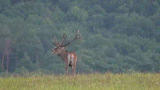 2023 Ruja jelen sa skrabka