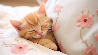 IN 3 MINUTES - Deep Sleep Music for Cats, Calming Sleep Music, Relieve Stress - Music for Cats 💤