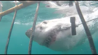 Great White Shark Cage Diving - Steve and Lis, Mossel Bay South Africa