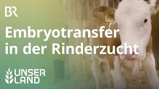 Embryo-Transfer | Unser Land | BR Fernsehen