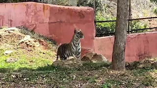 Vizag Zoo |  Indira Gandhi Zoological Park |  Must visit Place | Visakhapatnam