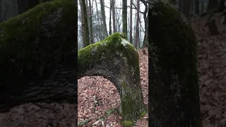 Discovered an Indian Trail Tree in North Georgia, and followed it. See where it led us!