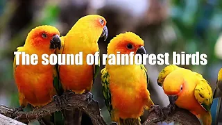 Rainforest Bird Sound