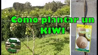 Como plantar un árbol de kiwi en el huerto o jardín