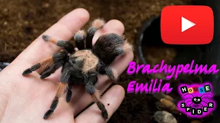 Brachypelma emilia Паук птицеед для новичков ( Животные )