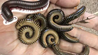 Amazing Snails, millipedes, insects, Catch Cute Chickens, Hermit crabs