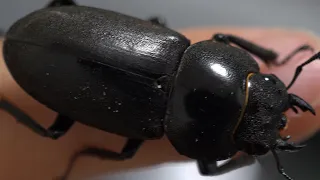 今年最初のクワガタムシ【カブトムシ・クワガタムシ】Japanese insect, stag beetle