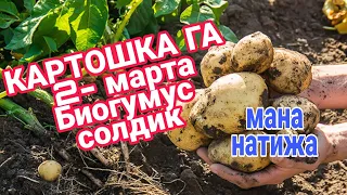 КАРТОШКА ГА 2 марта биогумус солдик