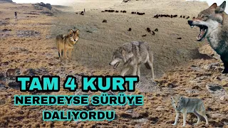 KURTLAR KUZU SÜRÜSÜNE DALIYORDU