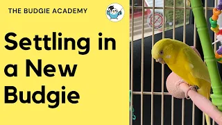 Bringing Home a New Budgie! First 3 days with TritC