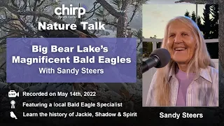 Big Bear Lake's Magnificent Bald Eagles with Sandy Steers | Chirp's Nature Talk 2022