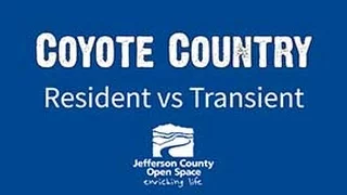 Coyote Country: Resident vs Transient