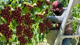 GRANDIOSA COSECHA DE CEREZA POR CONTRATO EN WASHINGTON EU / WONDERFUL CHERRY HARVEST 🍒