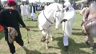 Best horse dance