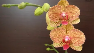 29.03.23.Орхидея  Бьюти отцвела..пересадка.