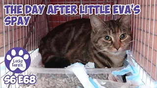 The Day After Little Eva's Spay Surgery, Cat Fecal Test Results | S6 E68 | Cat Videos Vlog