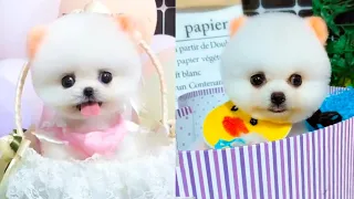 Cute and Funny Pomeranian Videos 59 #Shorts