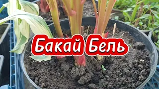 УРА🌸Новый цветочный рынок ,,Ярмарка Вкуса,,  5 апреля 2024 г