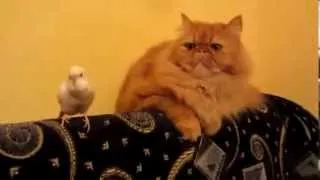 Попугай и кот, битва за диван
