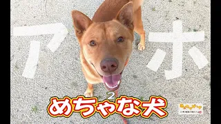 【猟犬】アホ！めちゃくちゃな犬！ #猟犬 #猪猟 #犬 #犬動画 #狩猟