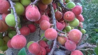 Fig treat: Ripen figs on the fig tree in my farm