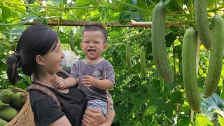 Harvesting Luffa - Ducks Harmed by Wild Animals || 17 year old single mother living in the forest