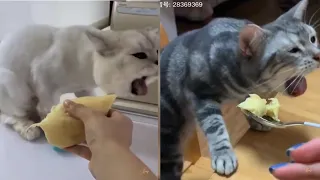 the reaction of cats eating durian