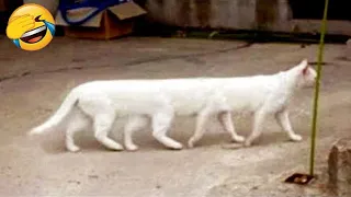 You Laugh You Lose 😂 New Funny Animals 2024😂 Funniest Cats and Dogs 😹🐶